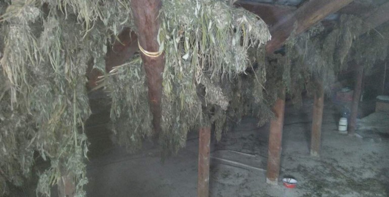 На Рівненщині у "жіночий день" знайшли "трави" на пів мільйона гривень